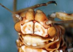 Cacopsylla notapennis
