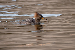 Lophodytes cucullatus