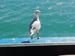 Chroicocephalus cirrocephalus