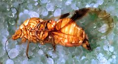 Cacopsylla notapennis