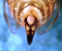 Cacopsylla notapennis