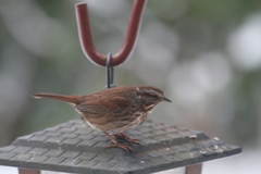 Melospiza melodia morphna