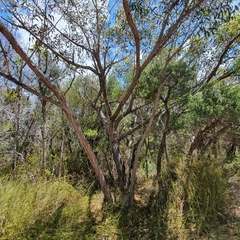 Eucalyptus camfieldii