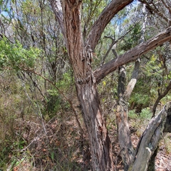 Eucalyptus camfieldii