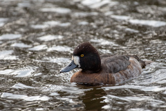 Aythya affinis