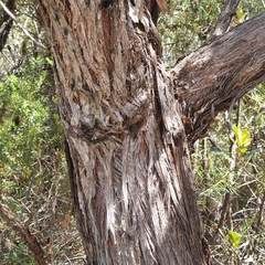 Eucalyptus camfieldii