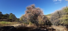 Crataegus baroussana