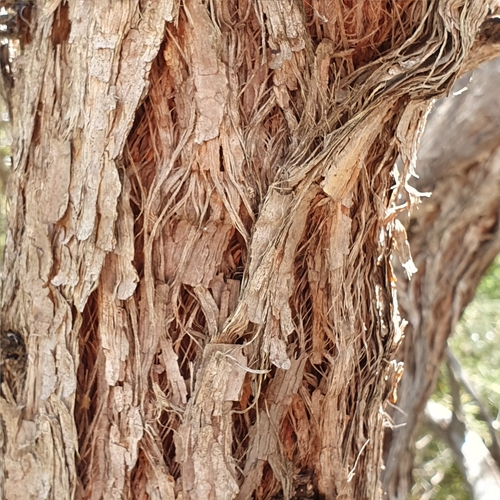 Image of Eucalyptus camfieldii by (c) ronavery, some rights reserved (CC BY)
