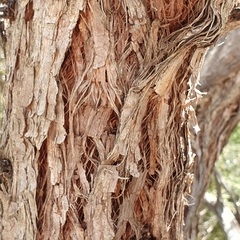 Eucalyptus camfieldii