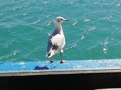 Chroicocephalus cirrocephalus