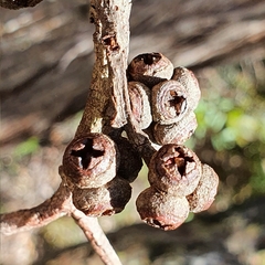 Eucalyptus camfieldii