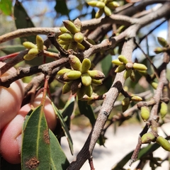 Eucalyptus camfieldii