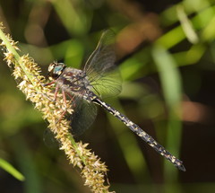 Austroaeschna atrata