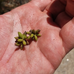 Eucalyptus camfieldii