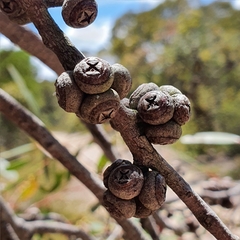 Eucalyptus camfieldii