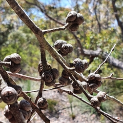 Eucalyptus camfieldii