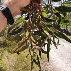 Eucalyptus camfieldii