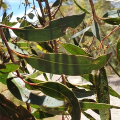 Eucalyptus camfieldii