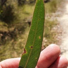 Eucalyptus camfieldii