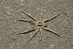 Lycosa praegrandis
