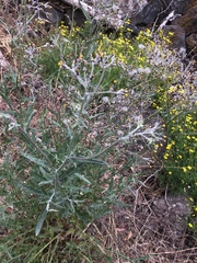 Senecio glomeratus longifructus