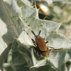 Agapanthia annularis