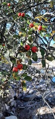 Crataegus baroussana