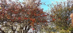 Crataegus baroussana
