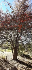 Crataegus baroussana