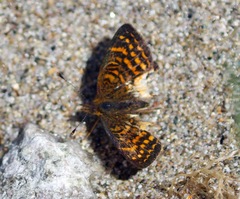 Higginsius