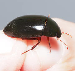 Hydrobiomorpha casta