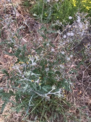 Senecio glomeratus longifructus