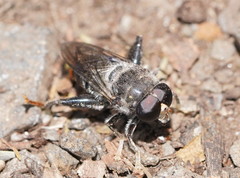 Malometasternum rufocaudatum