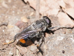 Malometasternum rufocaudatum