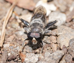 Malometasternum rufocaudatum