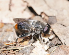 Malometasternum rufocaudatum