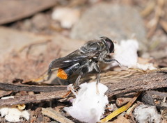 Malometasternum rufocaudatum