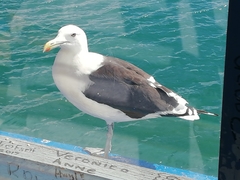 Larus dominicanus vetula