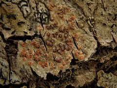 Arthonia cinnabarina