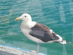 Larus dominicanus vetula