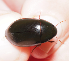 Hydrobiomorpha casta