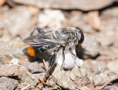 Malometasternum rufocaudatum