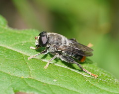 Malometasternum rufocaudatum