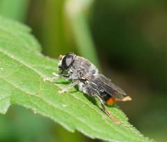 Malometasternum rufocaudatum