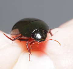 Hydrobiomorpha casta