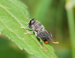 Malometasternum rufocaudatum