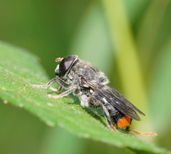 Malometasternum rufocaudatum