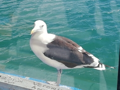 Larus dominicanus vetula