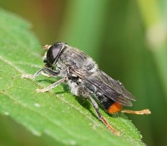 Malometasternum rufocaudatum