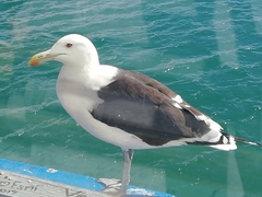 Larus dominicanus vetula